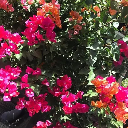 Villa Chill And Joy *